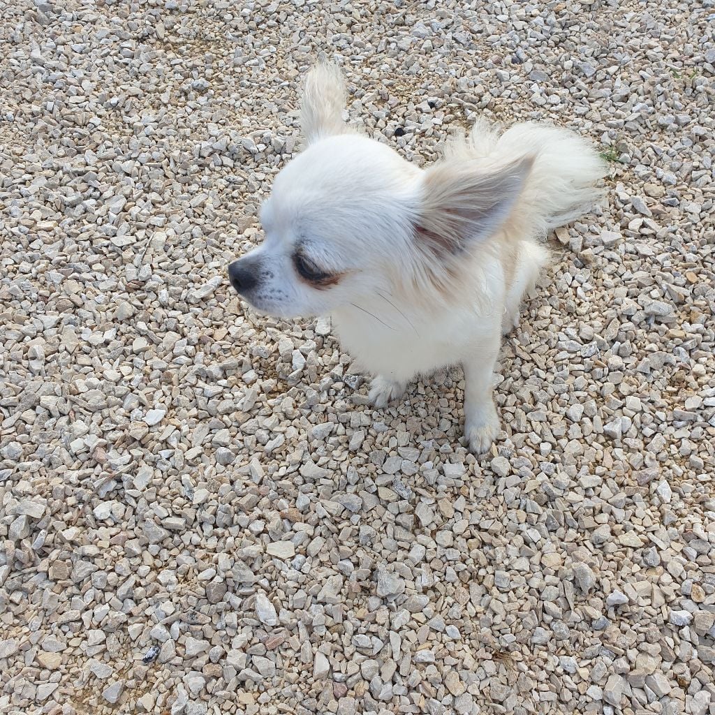 Publication : Des Merveilles de la Forge Auteur : Virginie