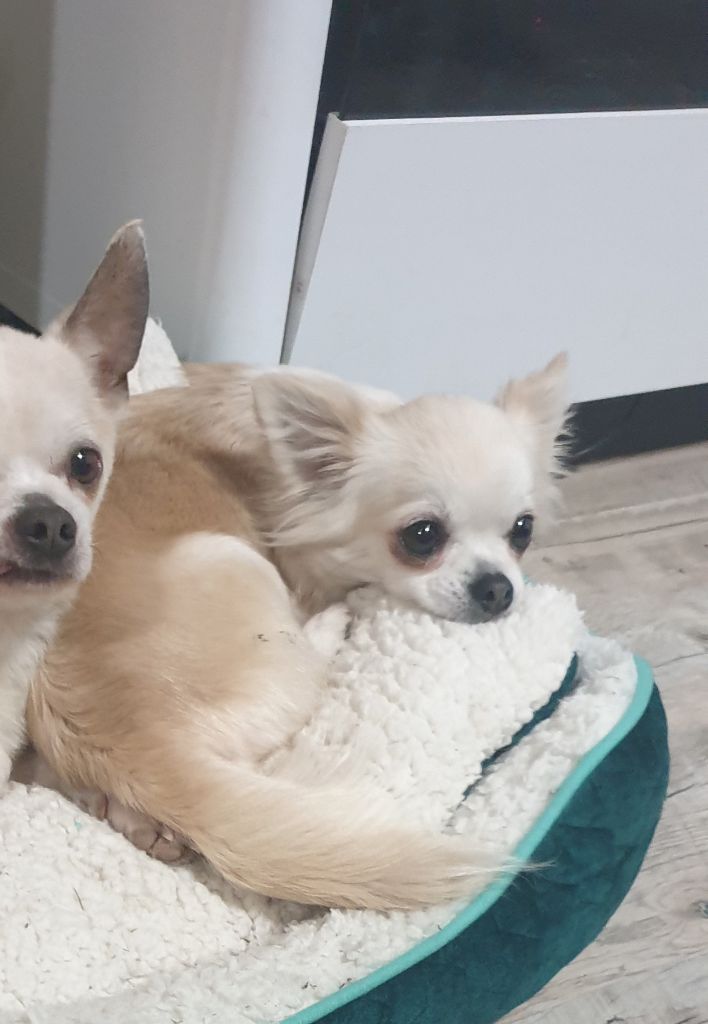 Publication : Des Merveilles de la Forge Auteur : Virginie