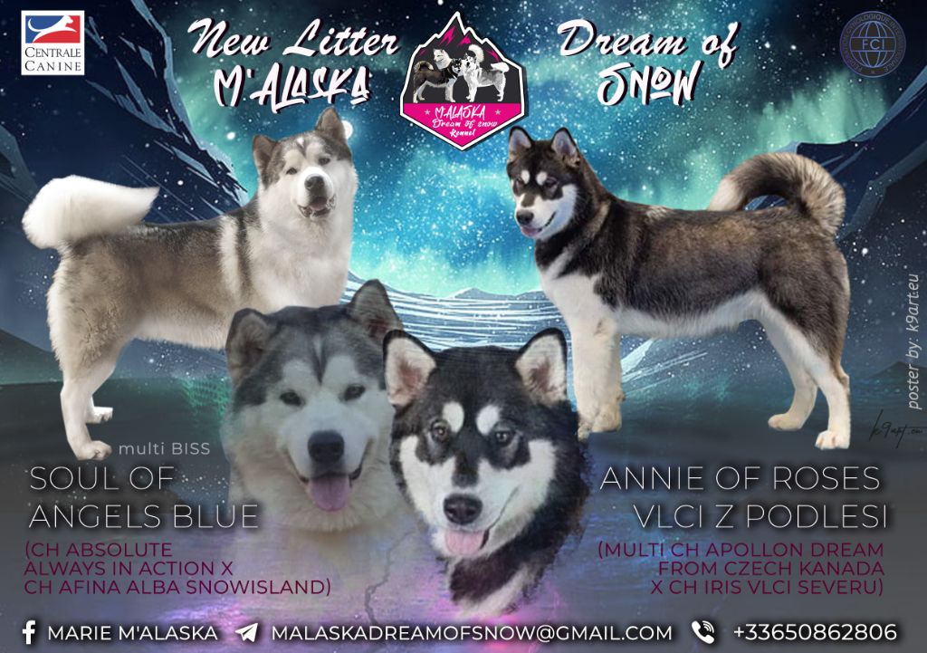 Port?e Annie of Roses vlci z Podlesi x Soul of Angels Blue Alaskan Malamute