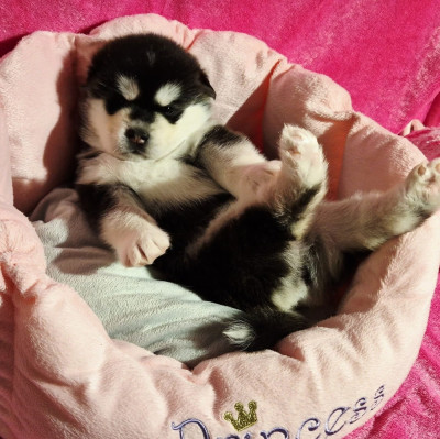 Les chiots de Alaskan Malamute