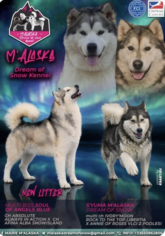 Alaskan Malamute - M'alaska Dream Of Snow