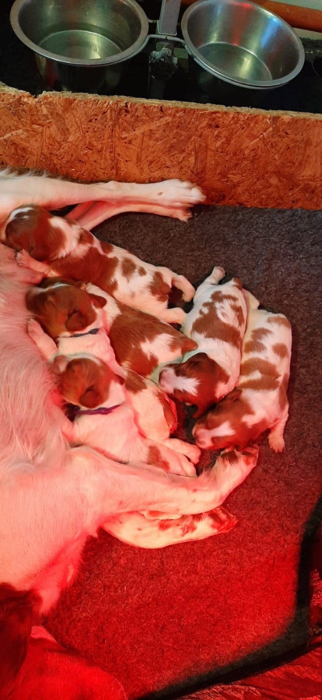 Epagneul Breton - Easy Lover