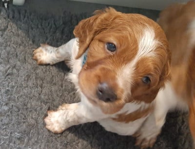 Les chiots de Epagneul Breton