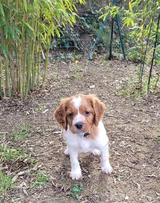 Chiots de race Epagneul Breton LOF à vendre en France