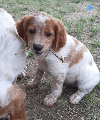 Chiots LOF Epagneul Breton à vendre en Occitanie
