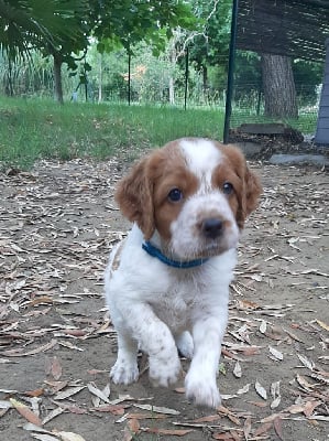 Chiots de race Epagneul Breton LOF à vendre en France