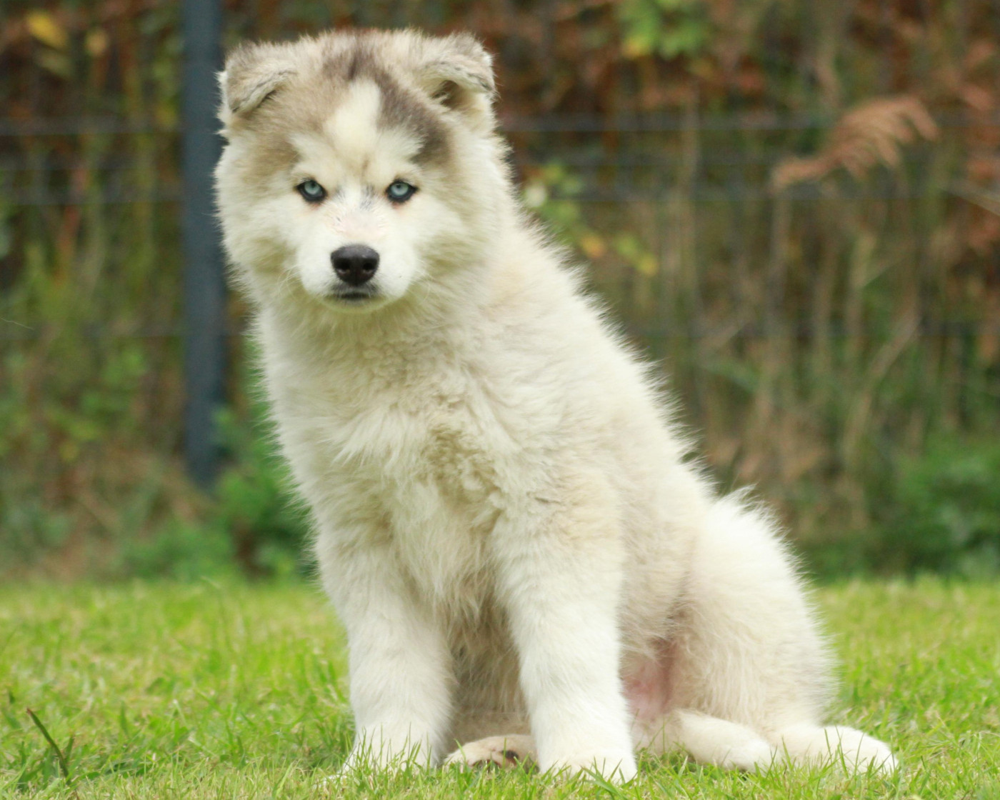 Alcateia Das Neves Amarock