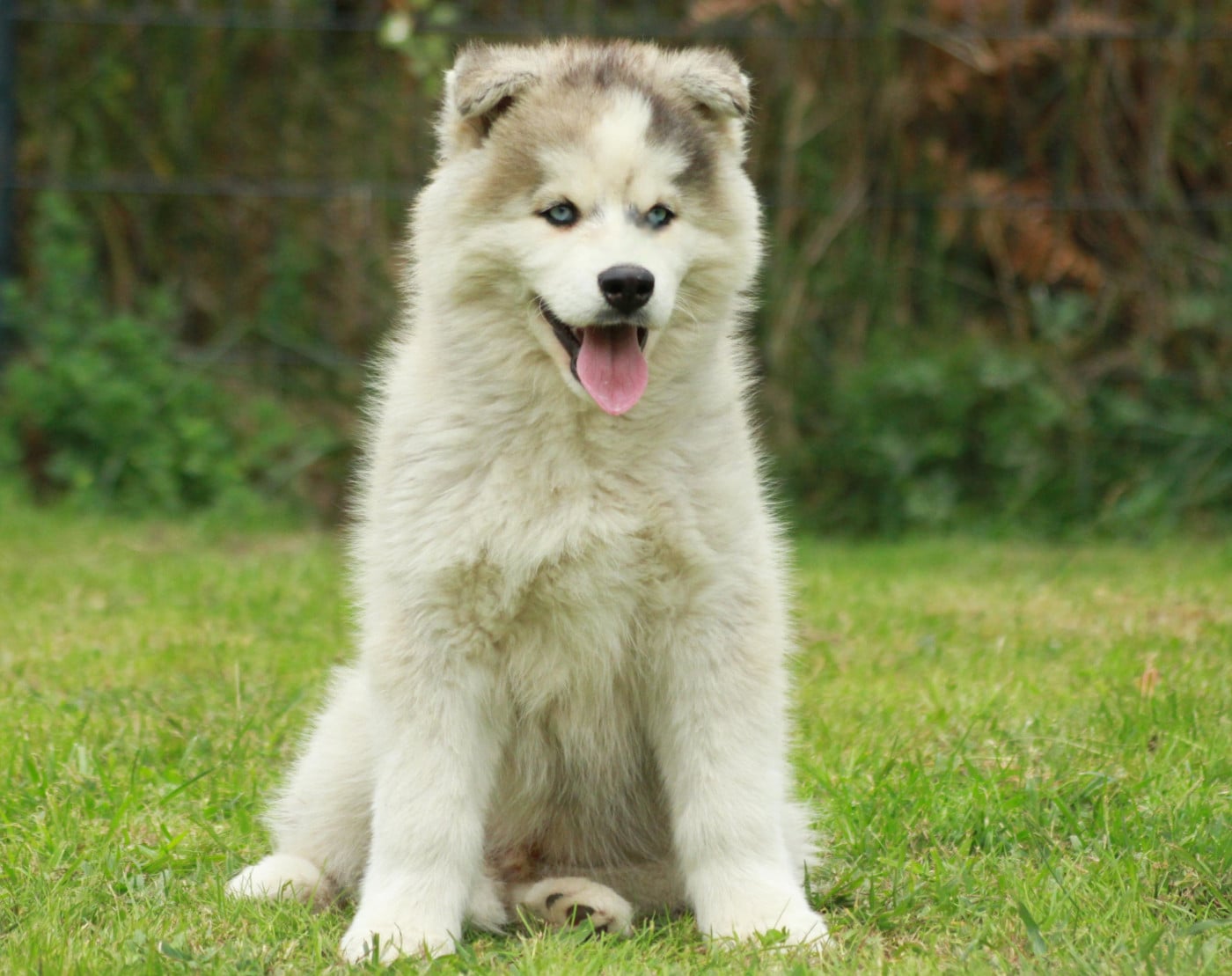 Alcateia Das Neves Amarock