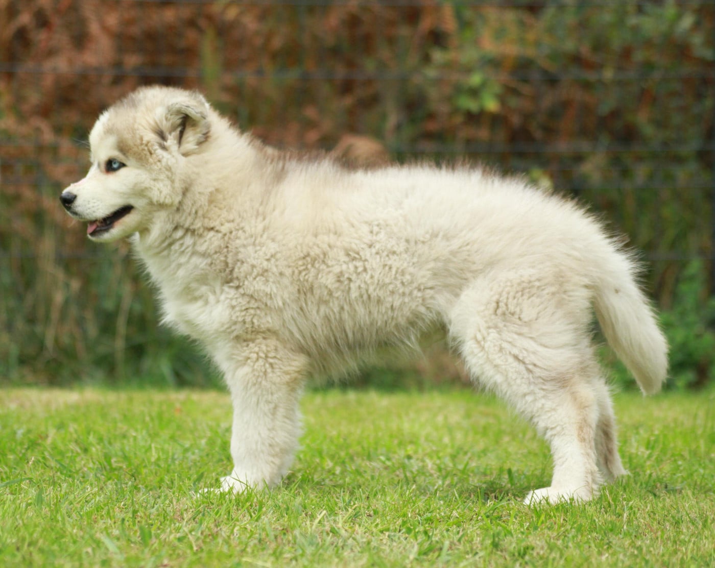 Alcateia Das Neves Amarock