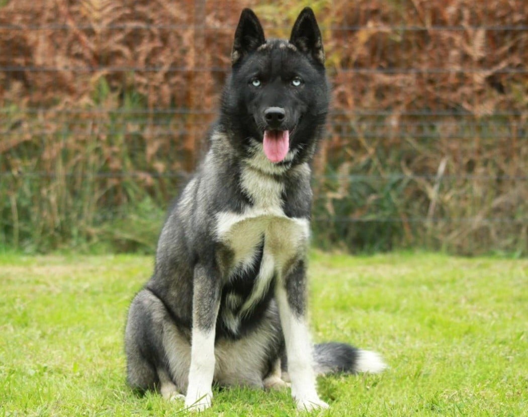 Alcateia Das Neves Astra