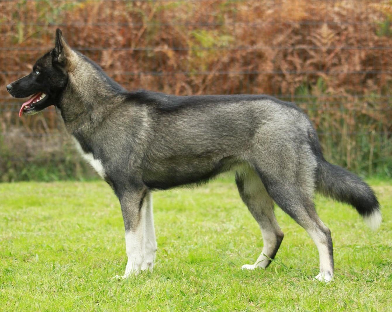 Alcateia Das Neves Astra