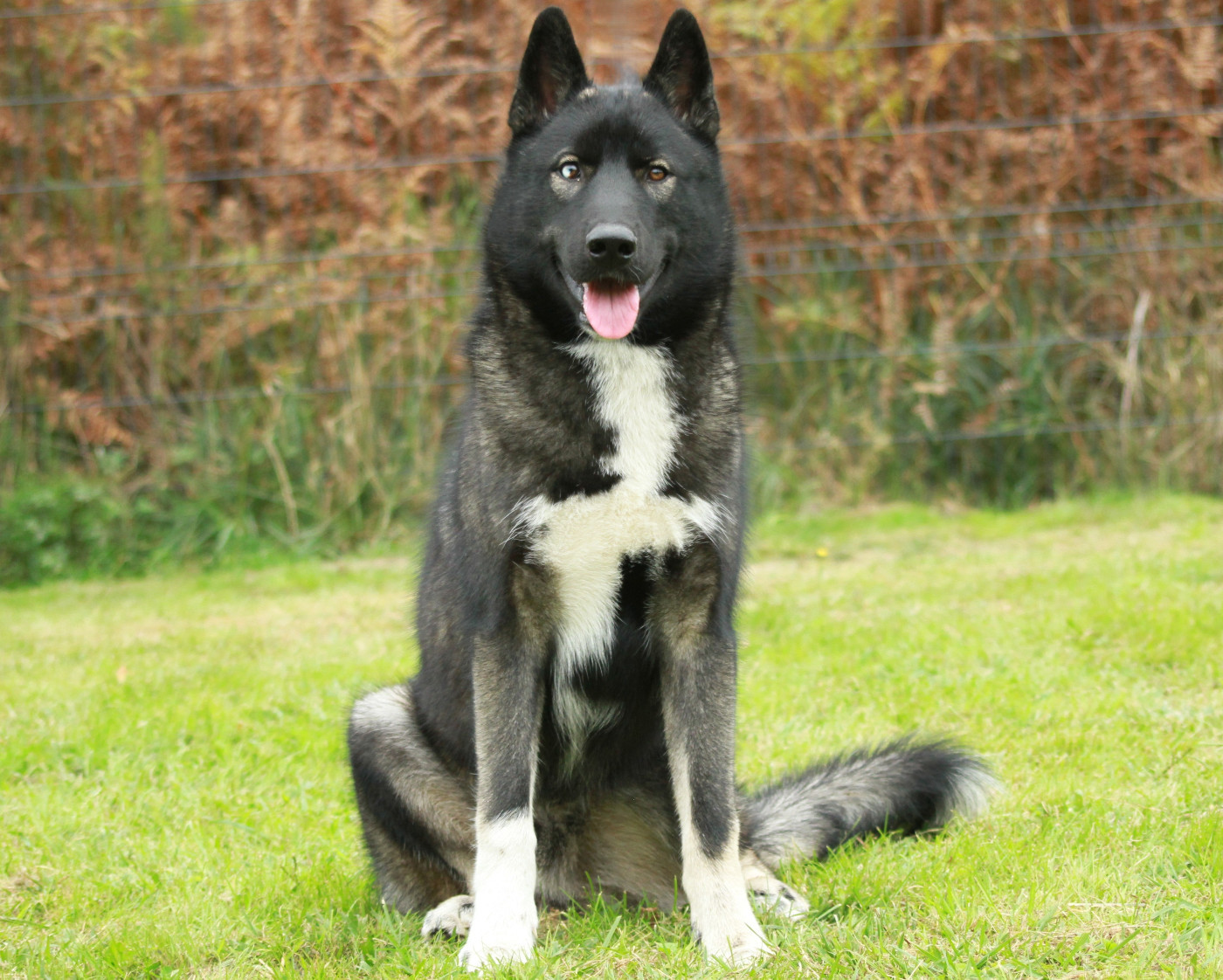 Alcateia Das Neves Anubis