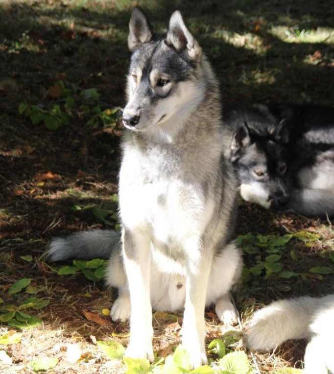 Alcateia Das Neves Alpha