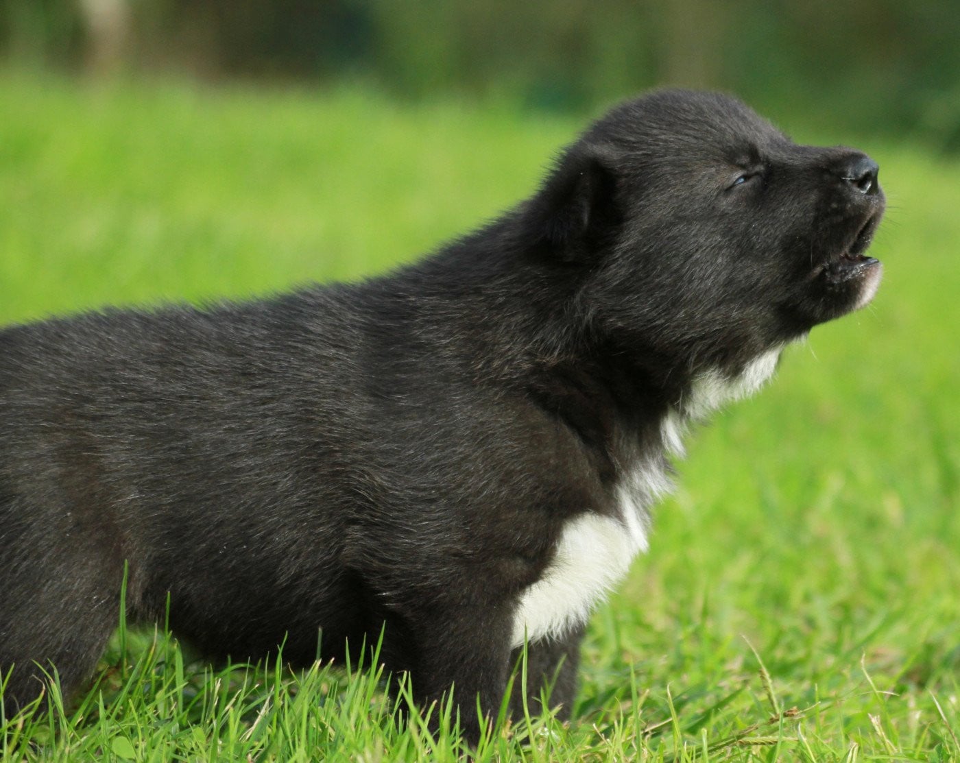 Alcateia Das Neves Amulette