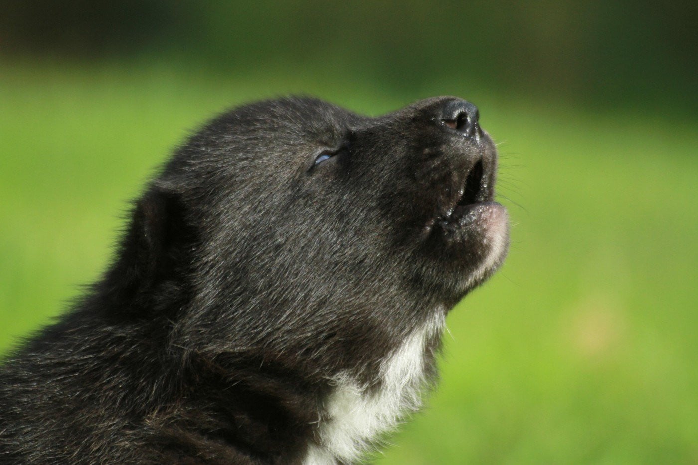 Alcateia Das Neves Amulette