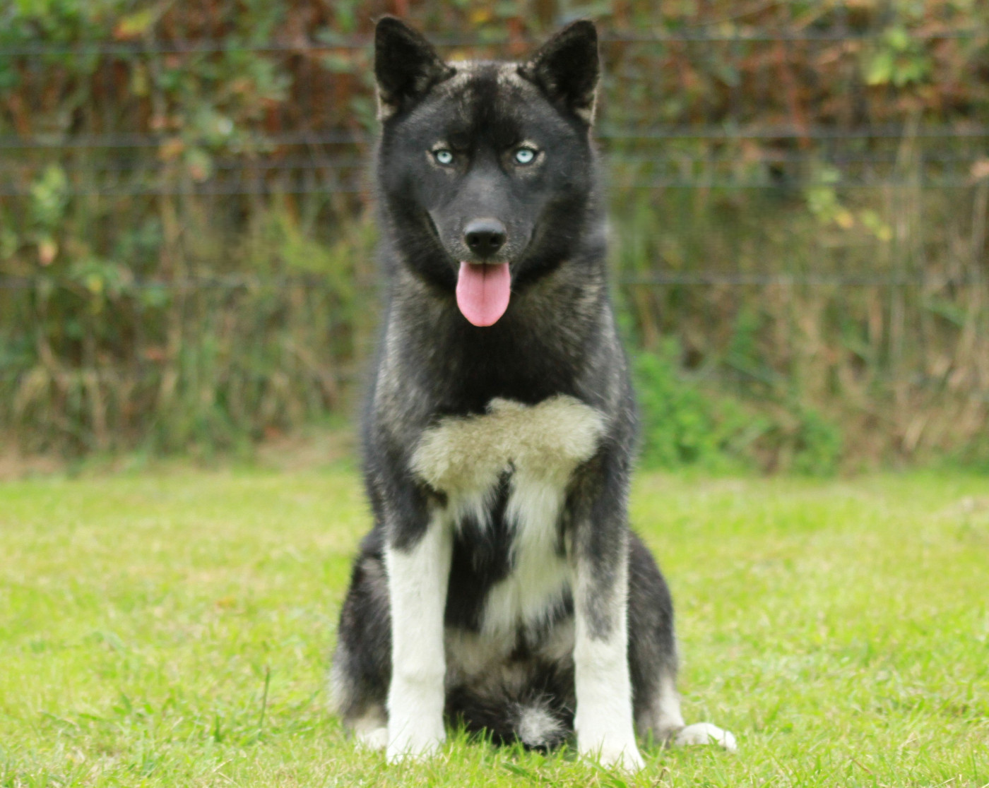 Alcateia Das Neves Aurora