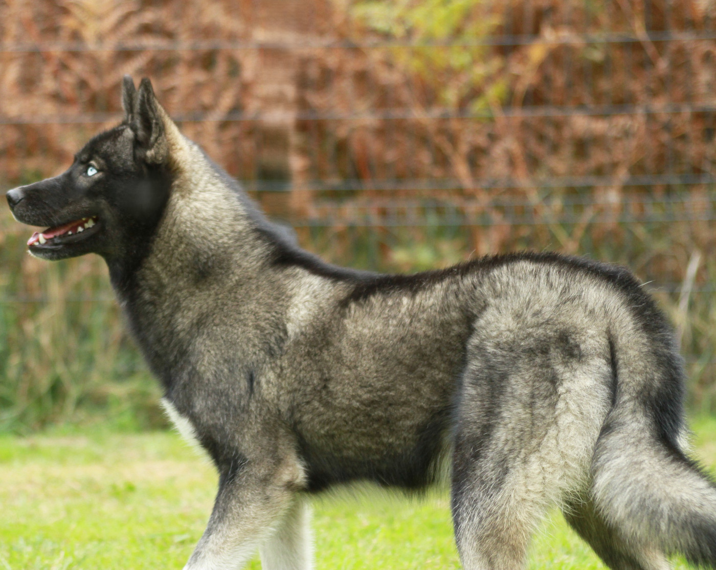 Alcateia Das Neves Aurora