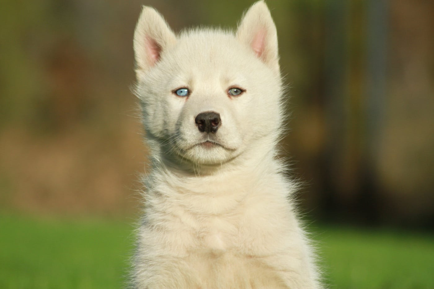 Alcateia Das Neves Attila