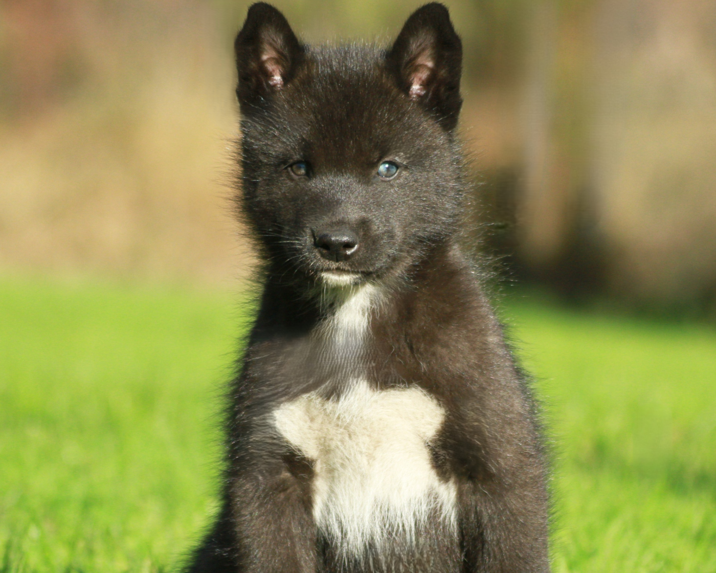 Alcateia Das Neves Amulette