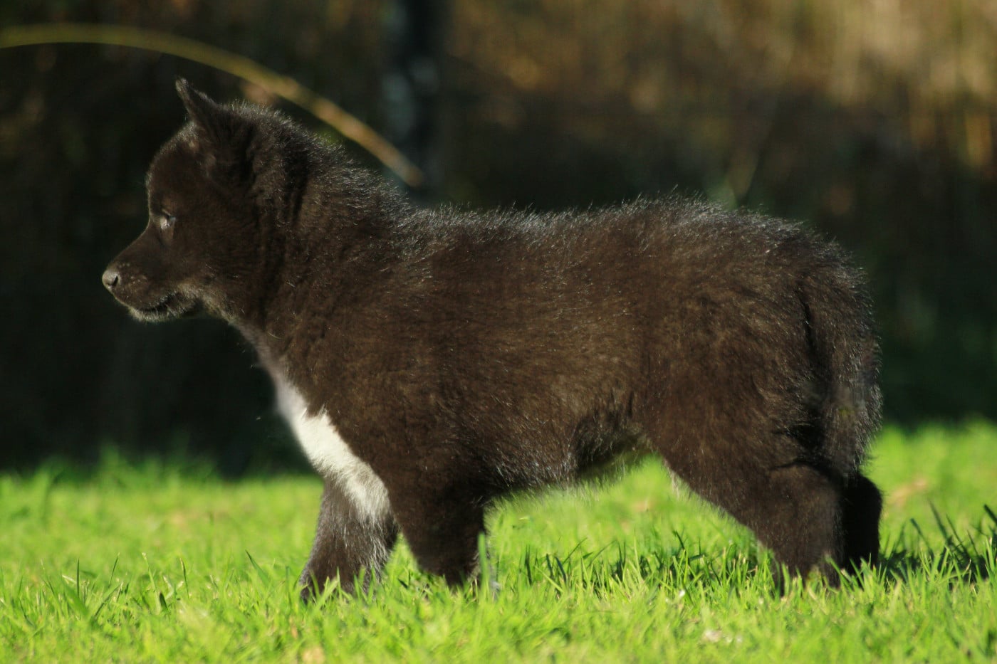 Alcateia Das Neves Amulette