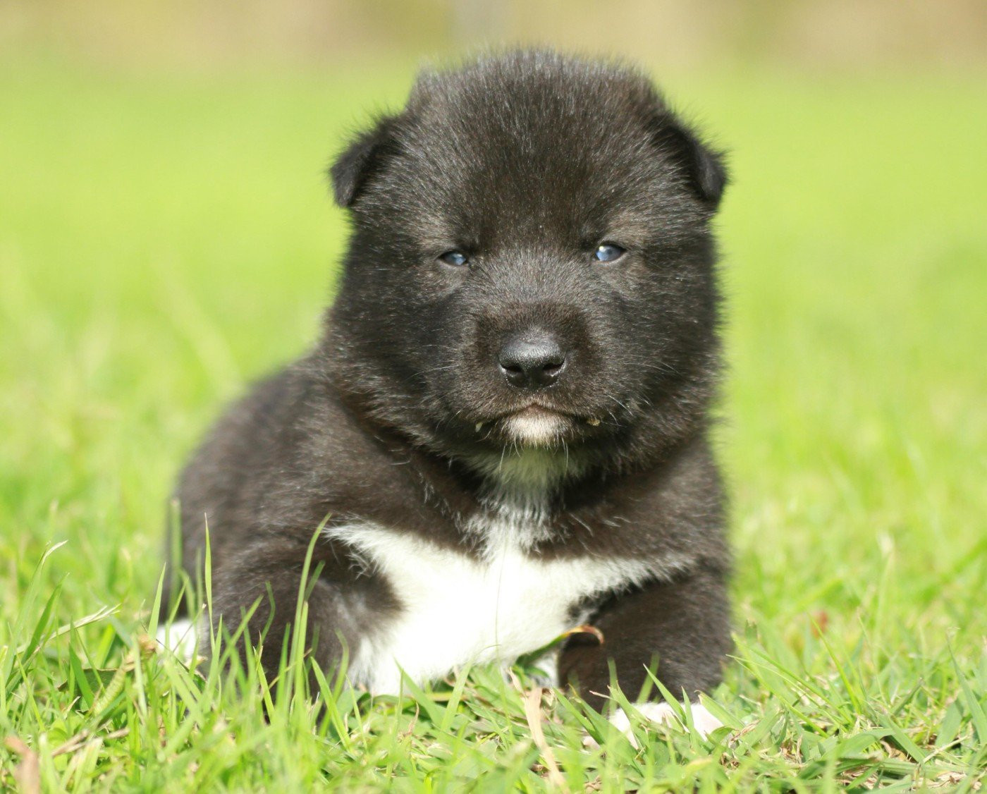 Alcateia Das Neves Amulette