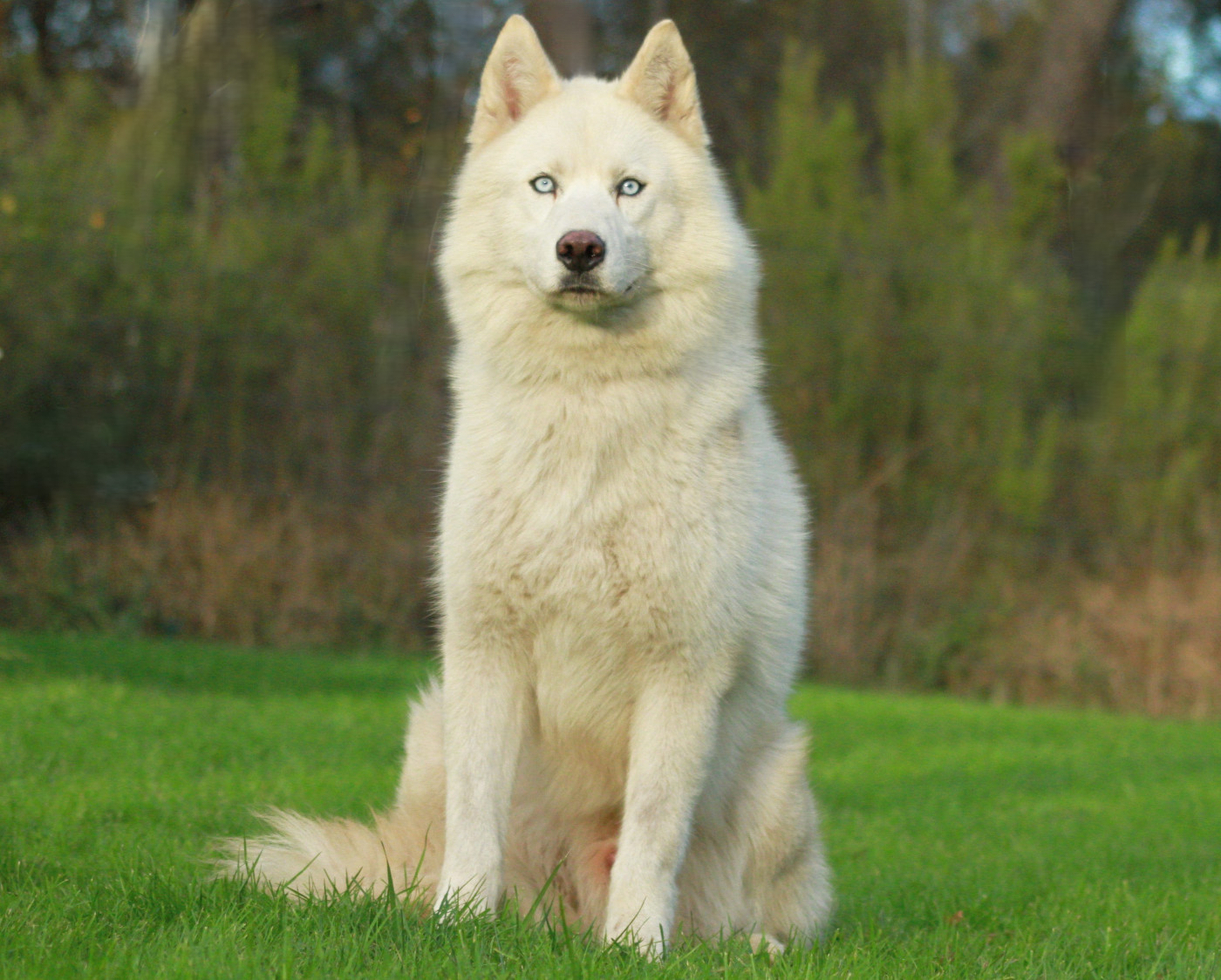 Alcateia Das Neves Tempete de neige