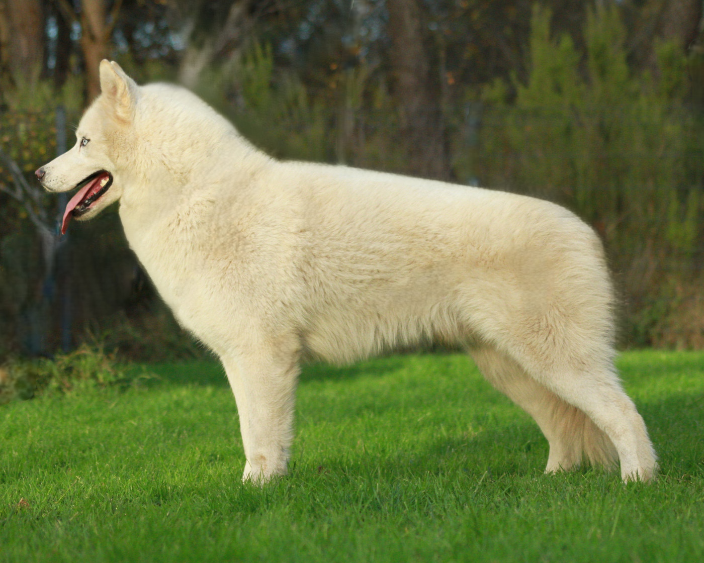 Alcateia Das Neves Tempete de neige