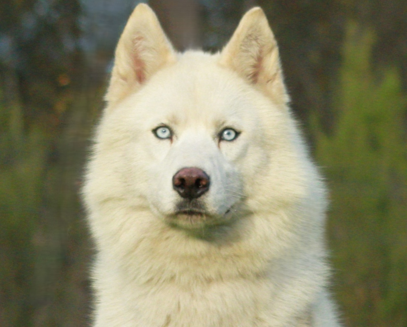 Alcateia Das Neves Tempete de neige