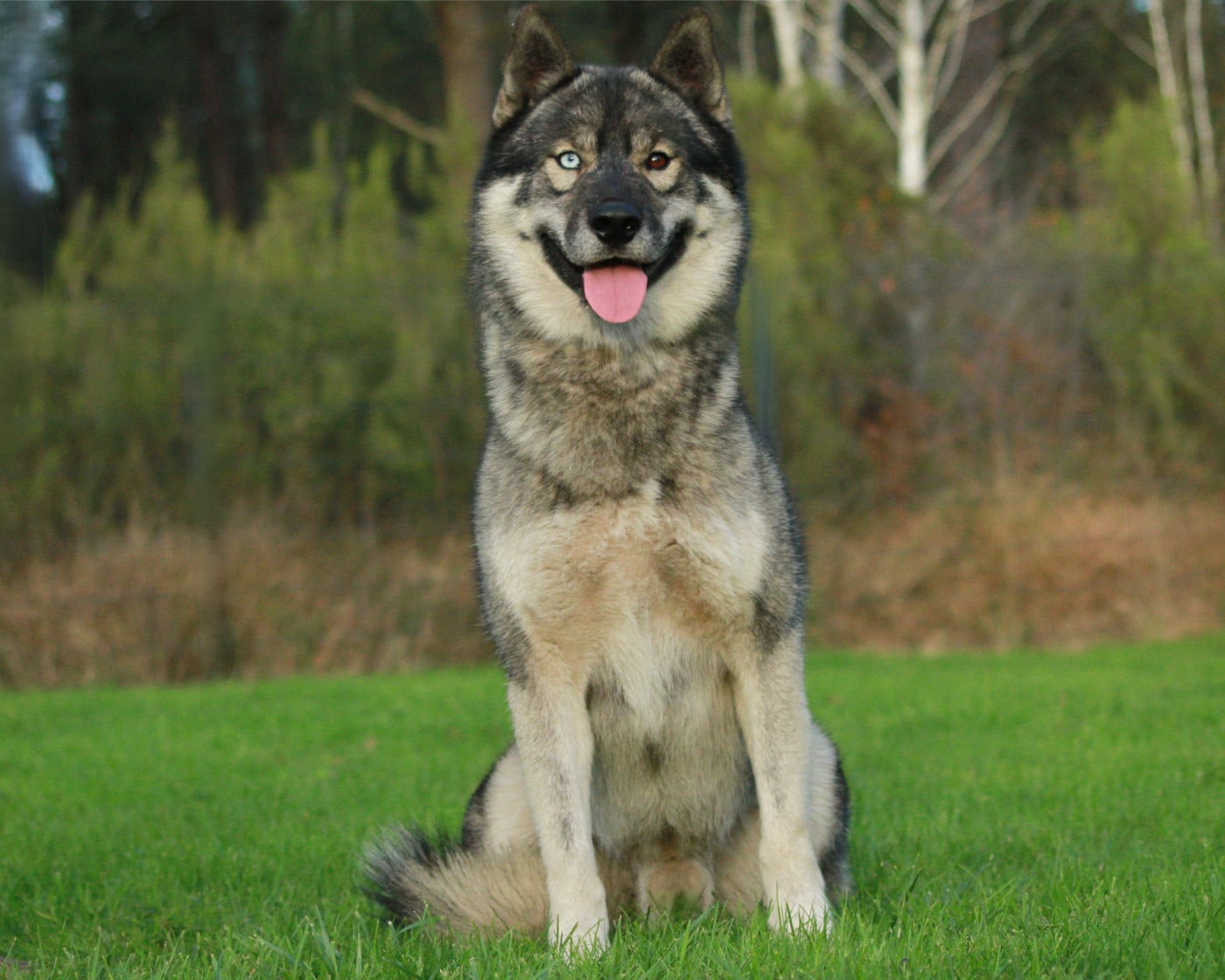 Alcateia Das Neves Uruk