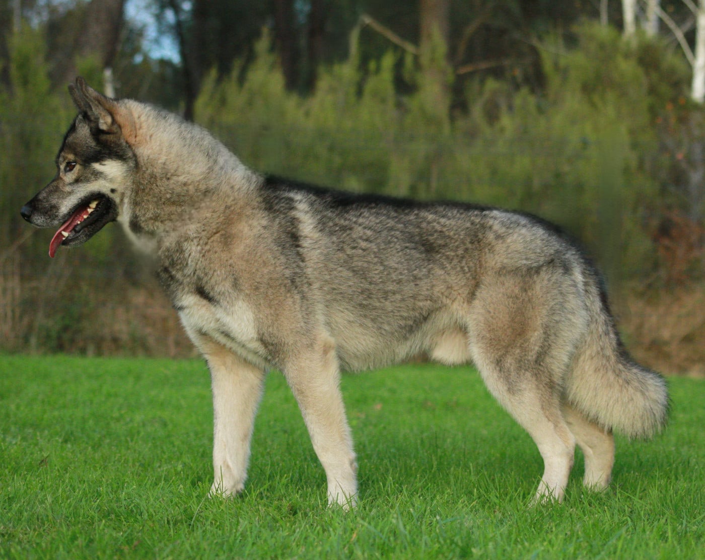 Alcateia Das Neves Uruk