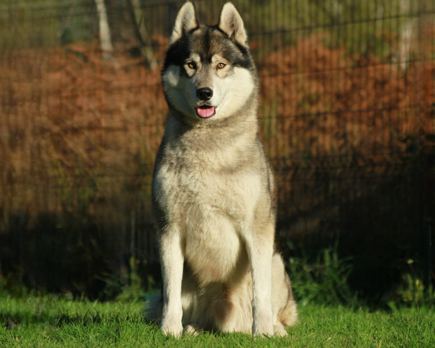 Alcateia Das Neves Ravage