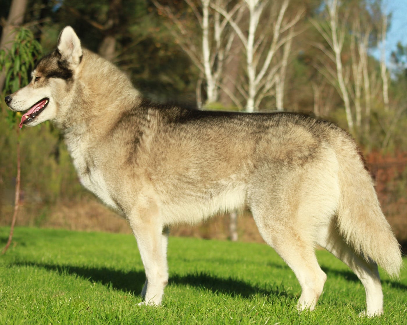 Alcateia Das Neves Ravage