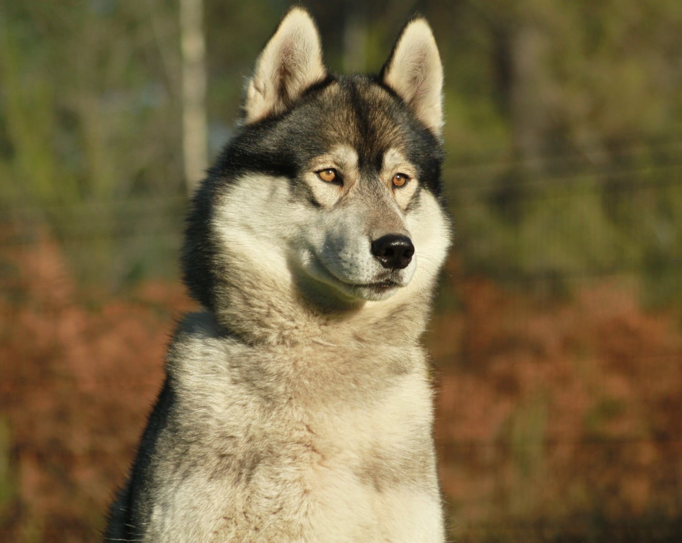 Alcateia Das Neves Ravage