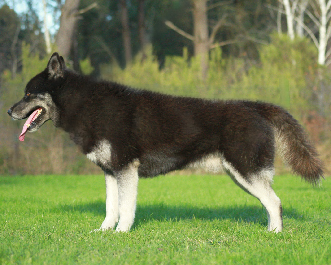 Pirate jack sparrow taun forest