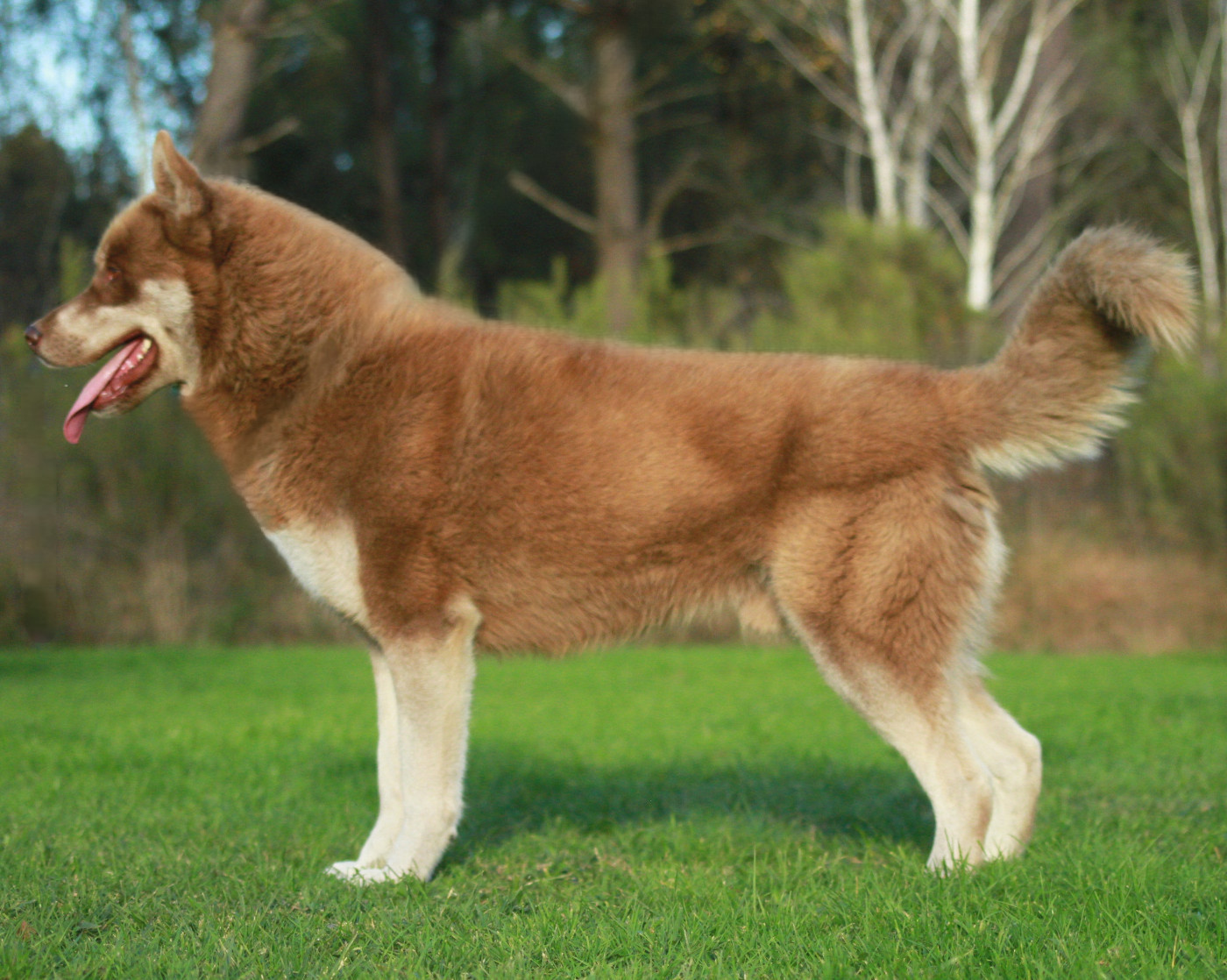 Alcateia Das Neves Jacob