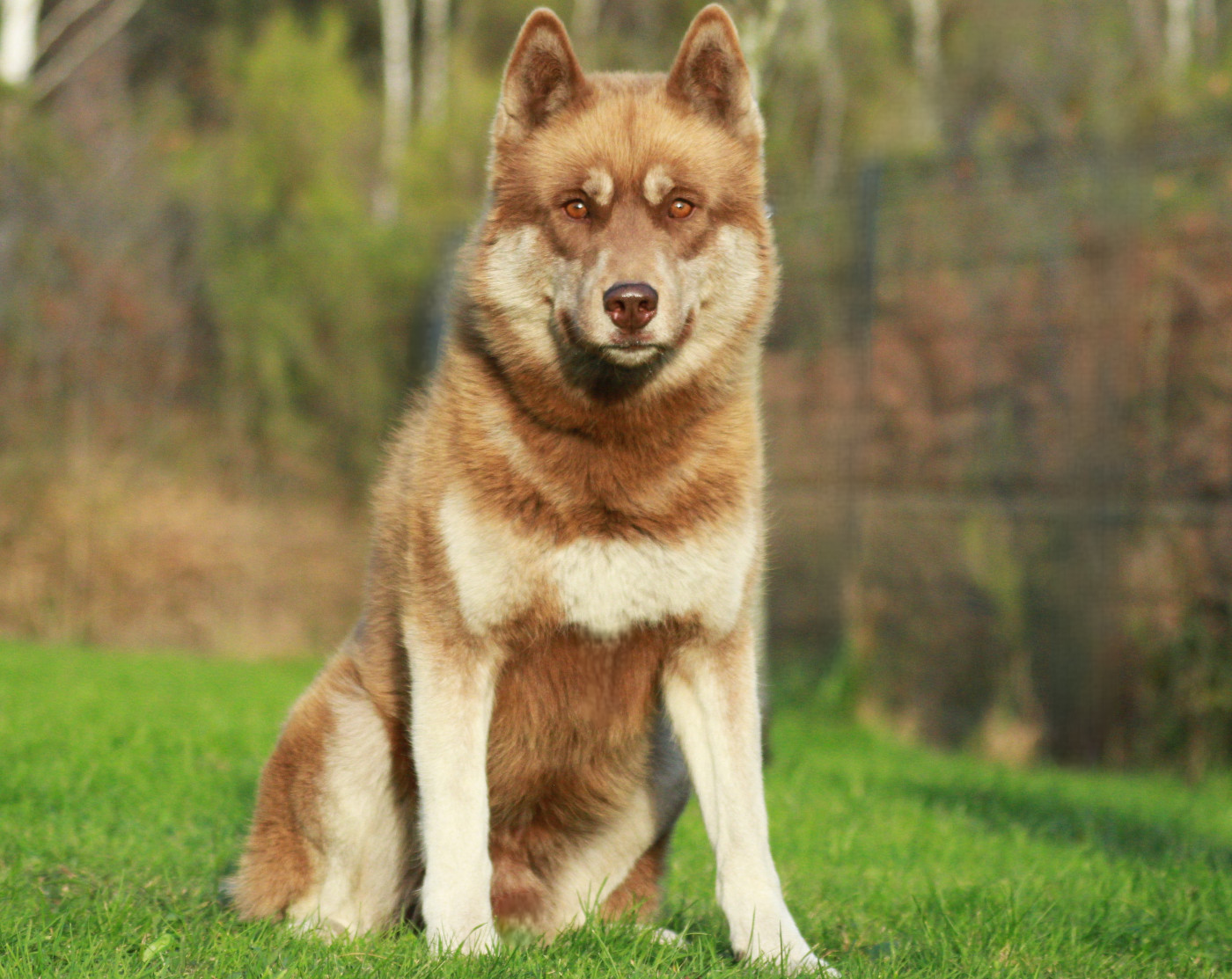 Alcateia Das Neves Jacob