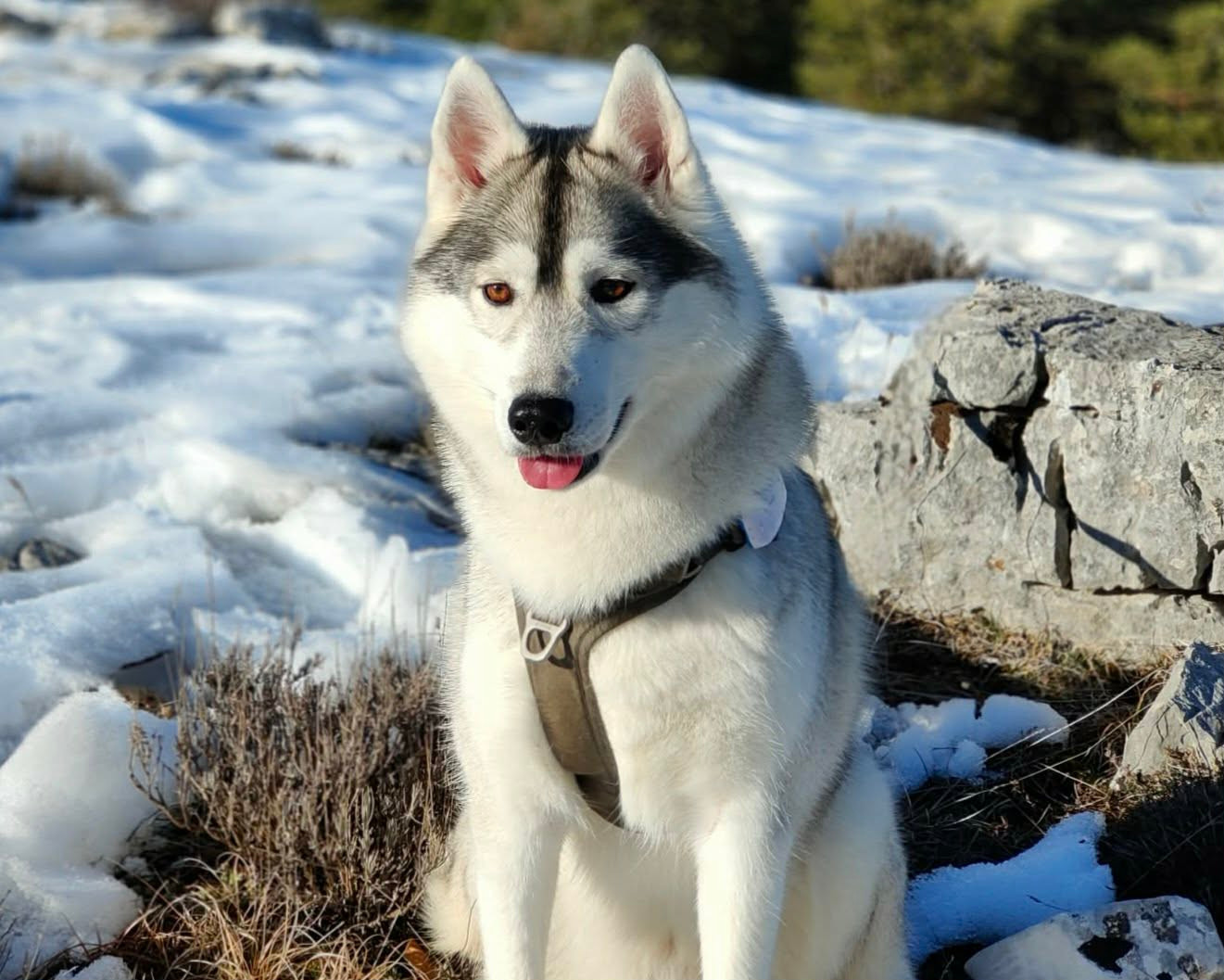Alcateia Das Neves Umbrella