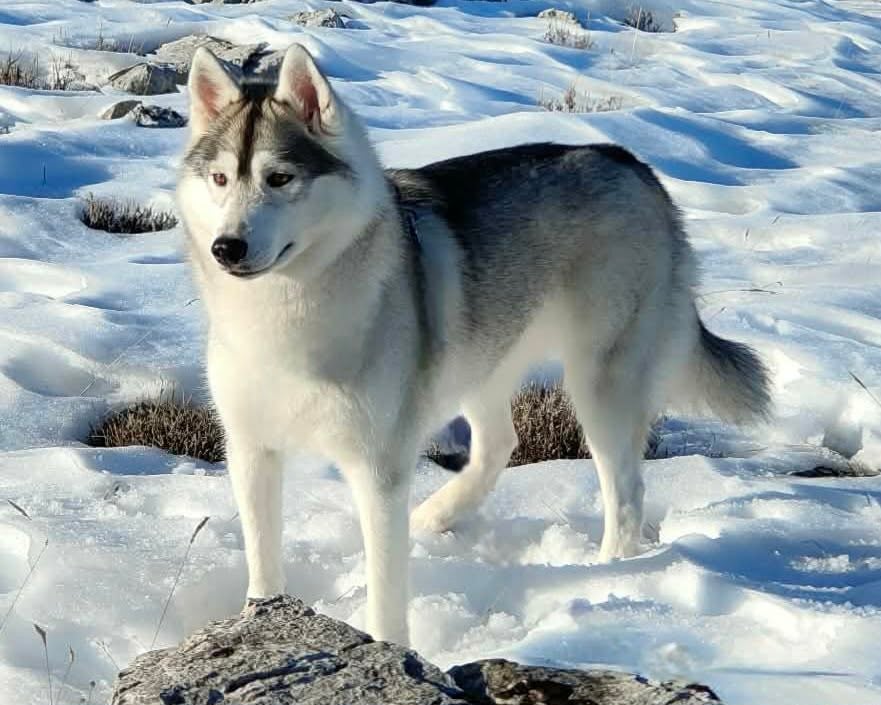 Alcateia Das Neves Umbrella