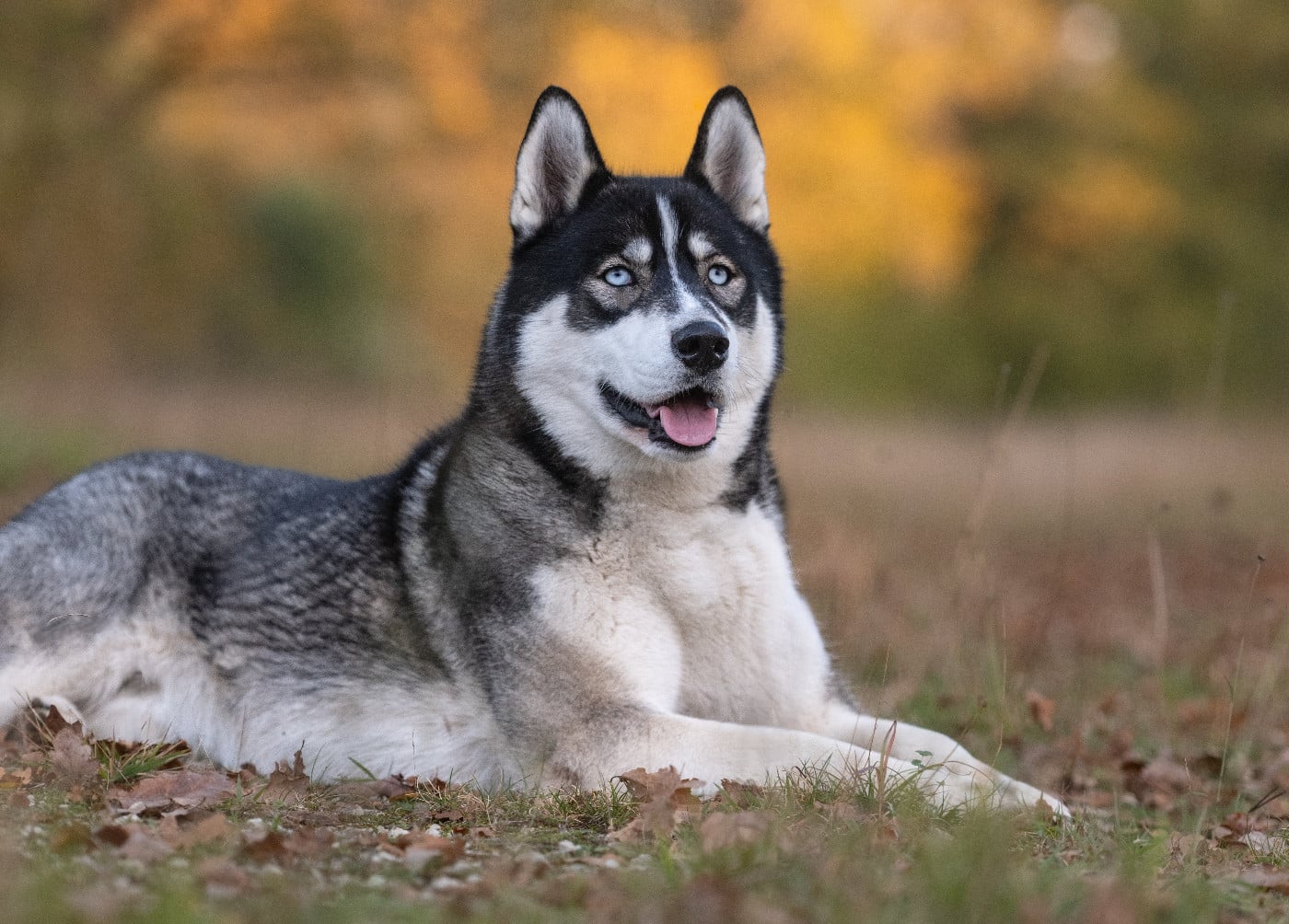 Alcateia Das Neves Usopp