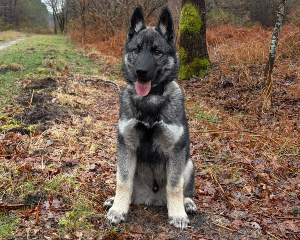 Alcateia Das Neves Avenor