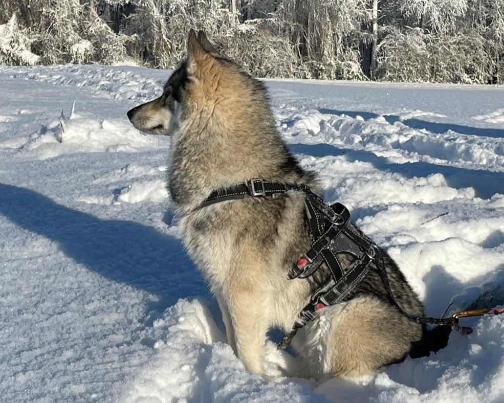 Alcateia Das Neves Uska