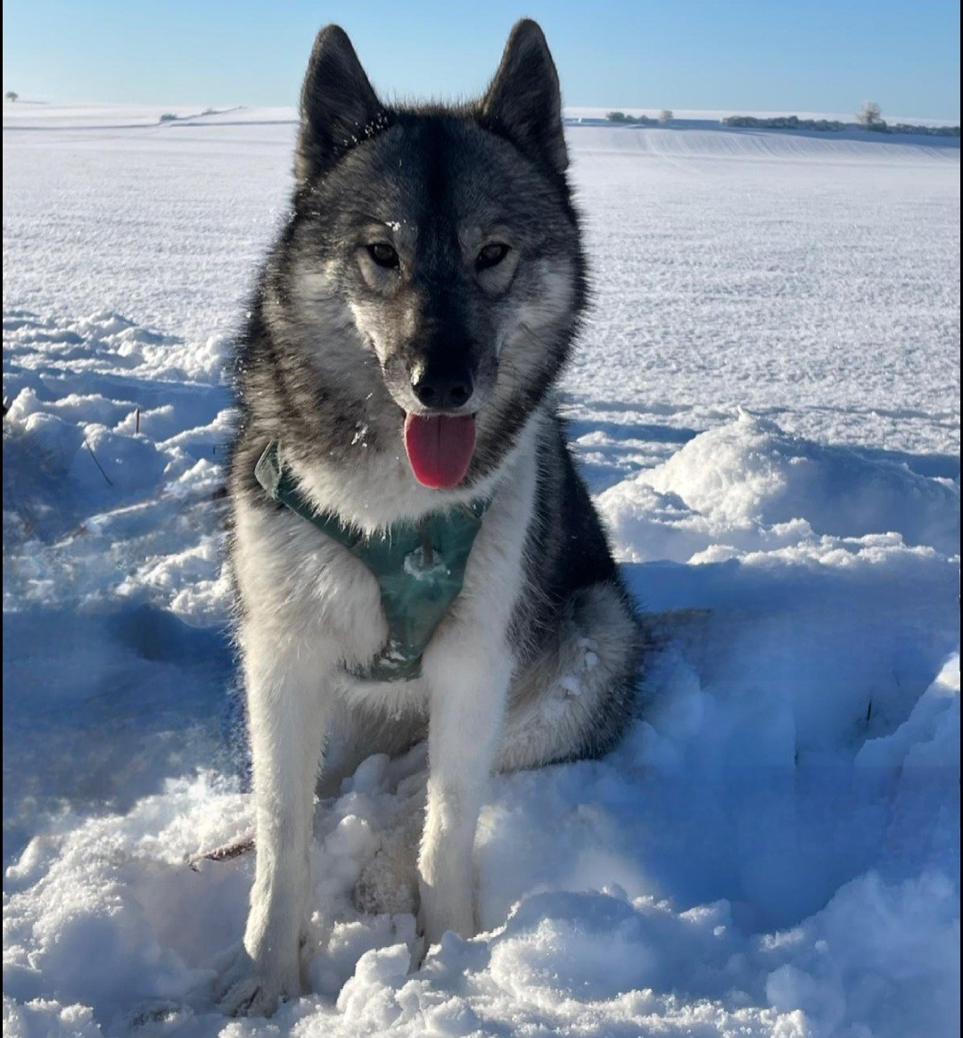 Alcateia Das Neves U'luna