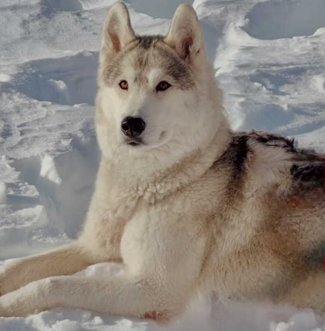 Alcateia Das Neves Tina