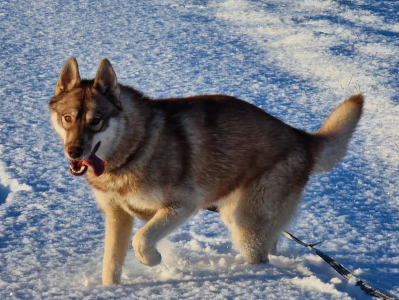 Alcateia Das Neves Agathe