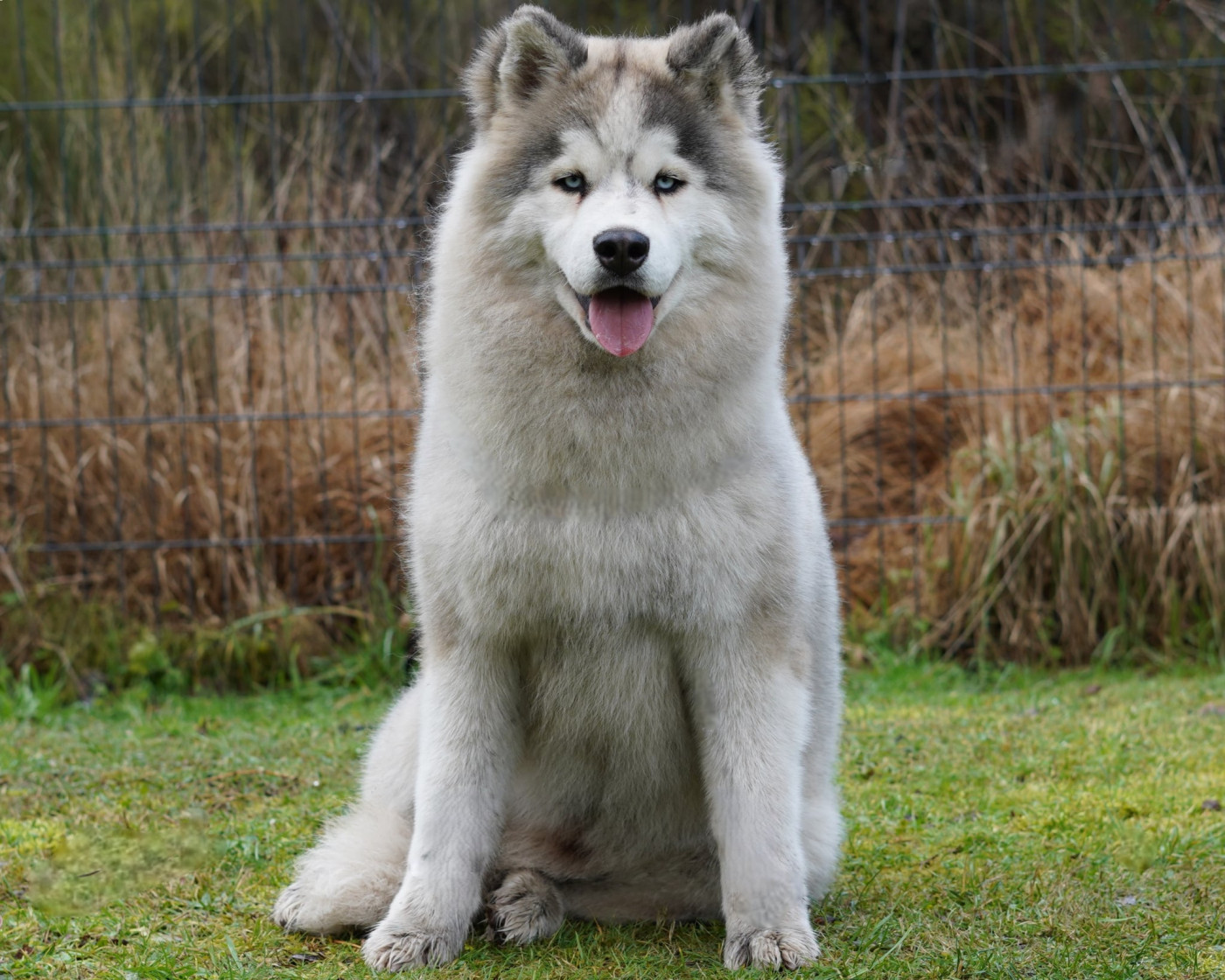 Alcateia Das Neves Amarock