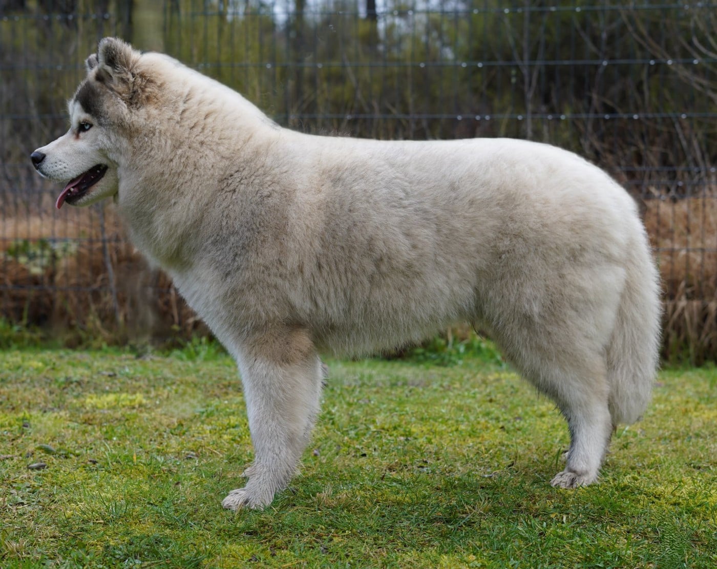 Alcateia Das Neves Amarock