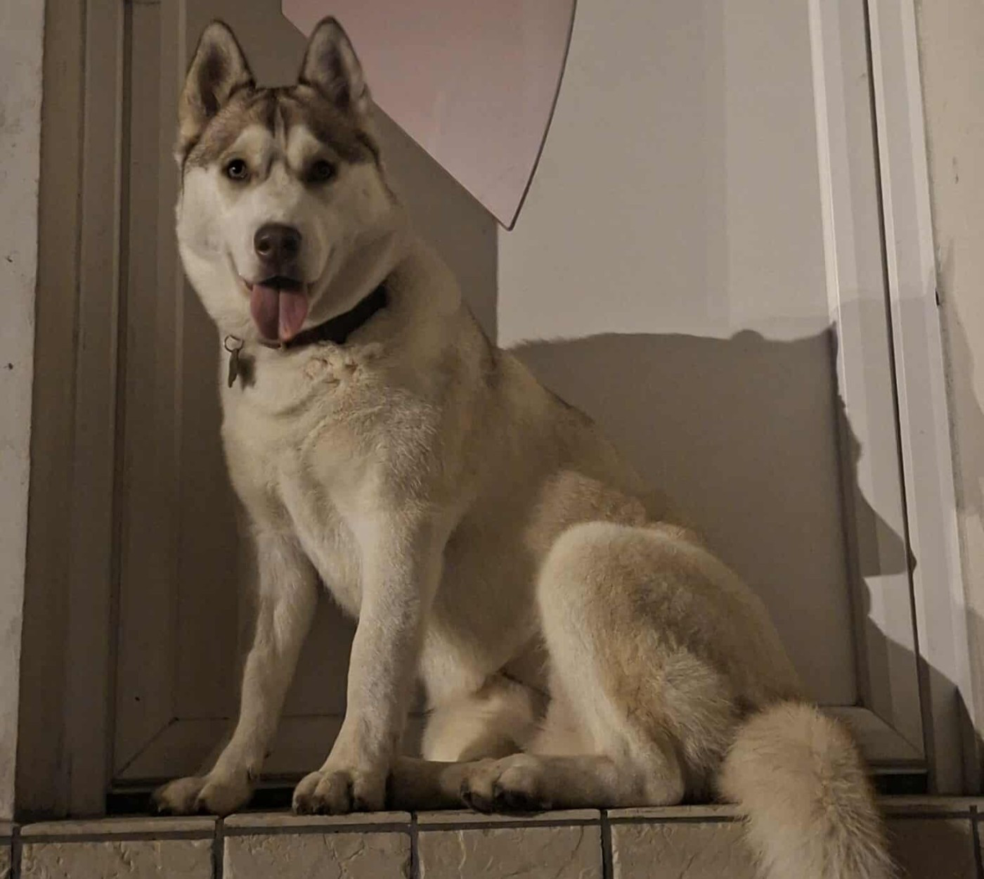 Alcateia Das Neves Aria