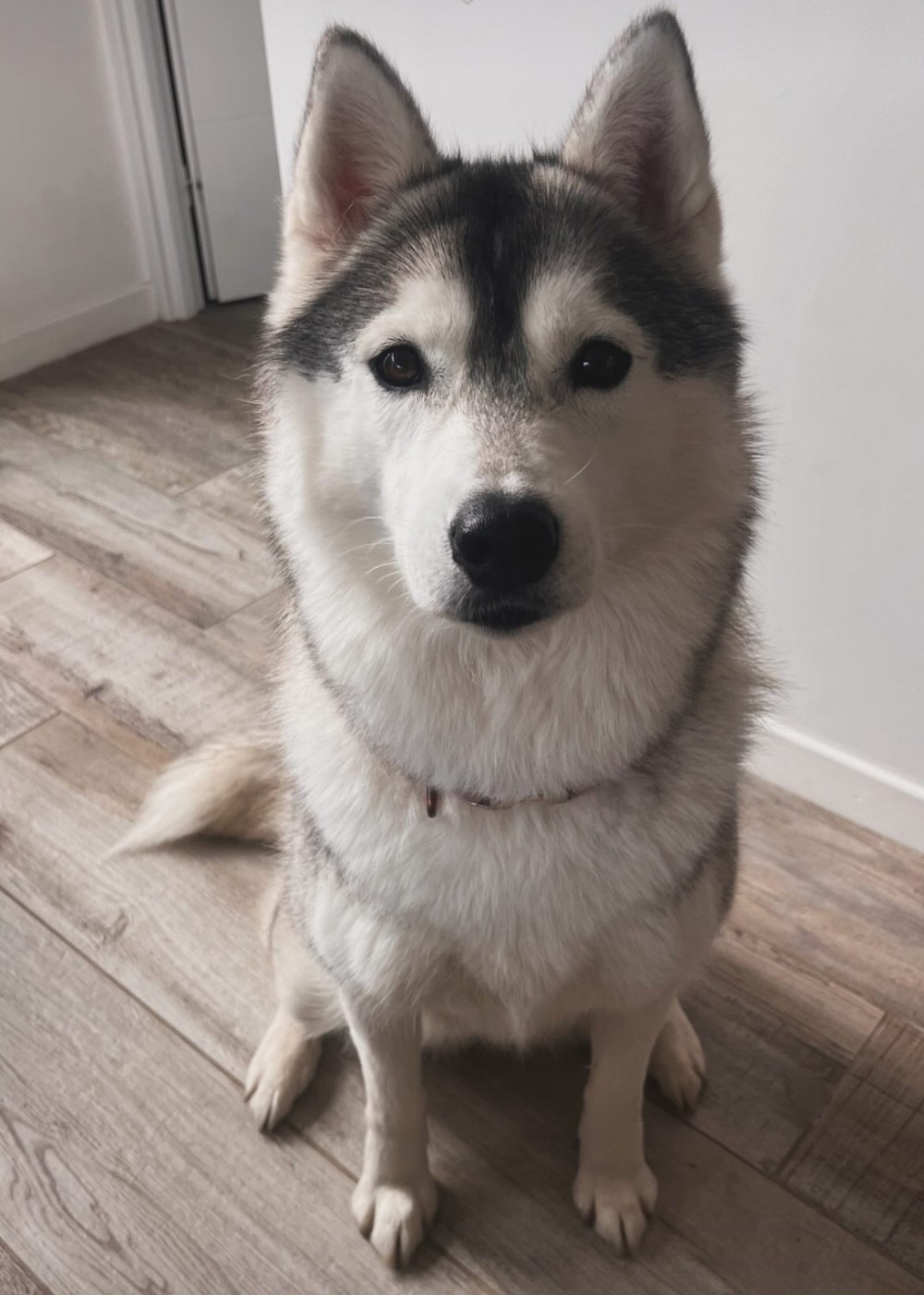 Alcateia Das Neves Uma