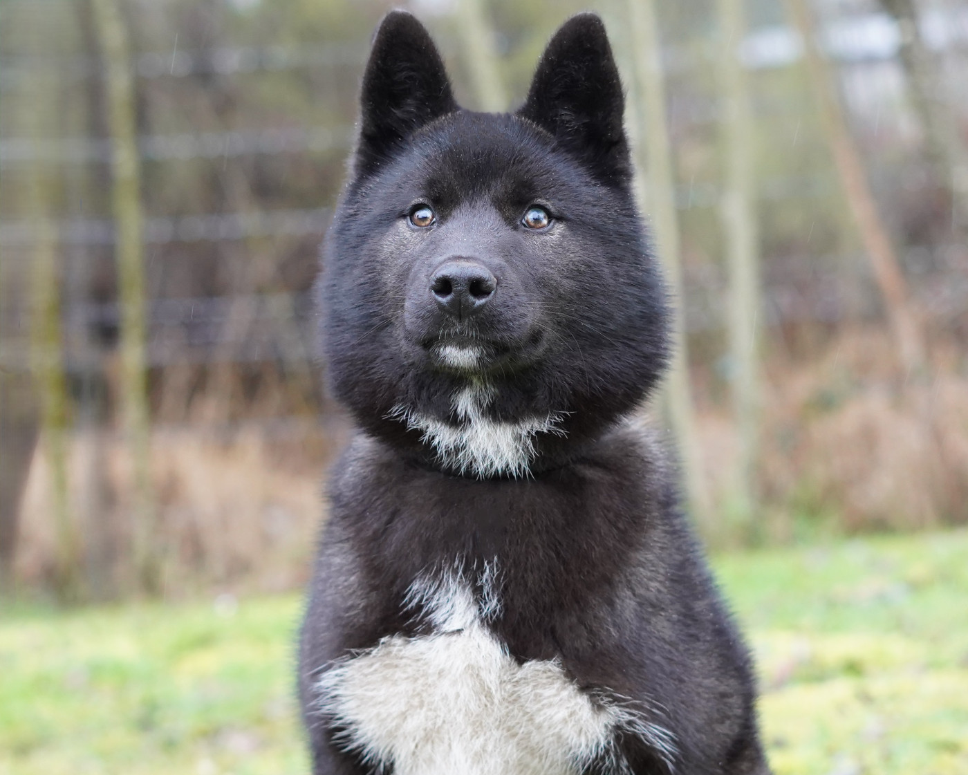 Publication : Alcateia Das Neves