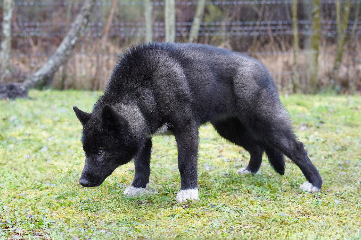 Publication : Alcateia Das Neves